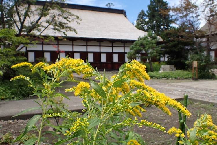 オオアワダチソウ（キク科）