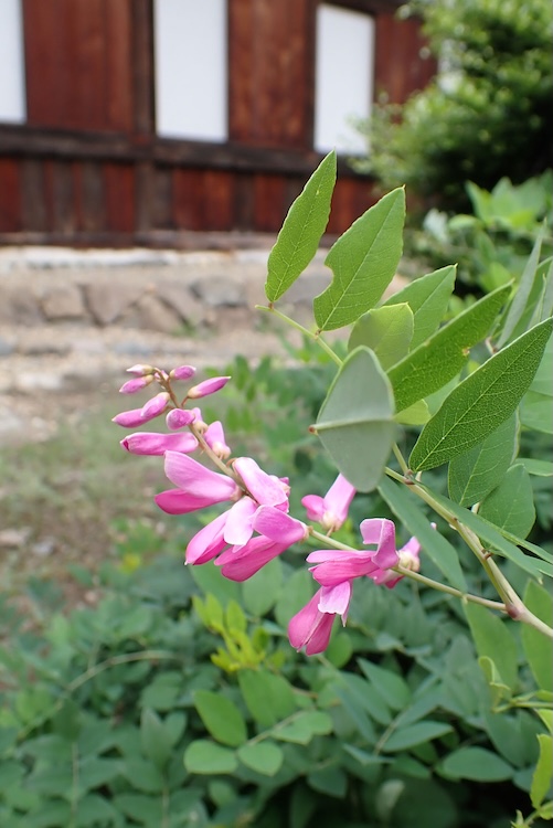 ニワフジ（マメ科）